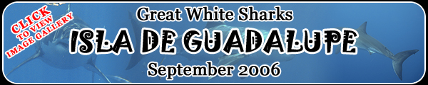 2006 Great White Shark Pictures Gallery Button