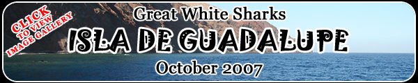 2007 Great White Shark Pictures Gallery Button