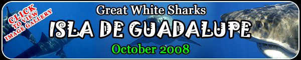 2008 Great White Shark Pictures Gallery Button