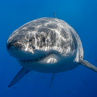 Cal Ripfin, a male great white shark, smiles for a close-up portrait link thumbnail
