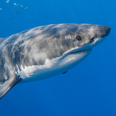 great white shark close-up nose link thumbnail