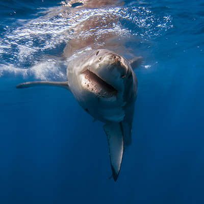 a great white shark with its pectoral fin perpindicular to the surface link thumbnail
