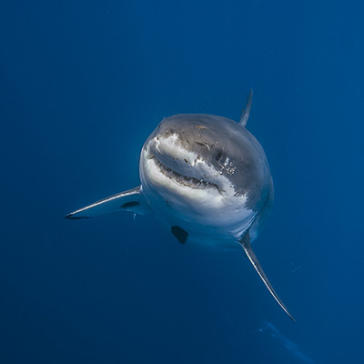 Cal Ripfin, a male great white shark, rises from the depths below link thumbnail