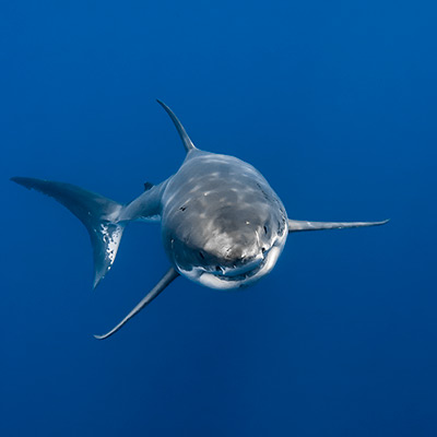 A great white shark rises from the depths below link thumbnail