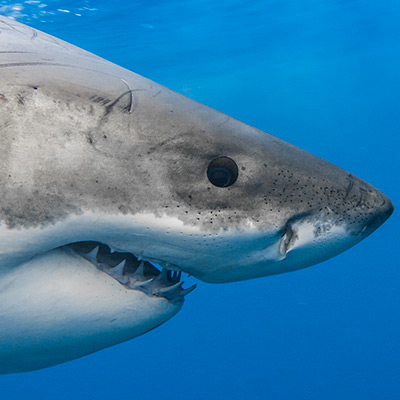 a close-up of scars around the head of a great white shark link thumbnail