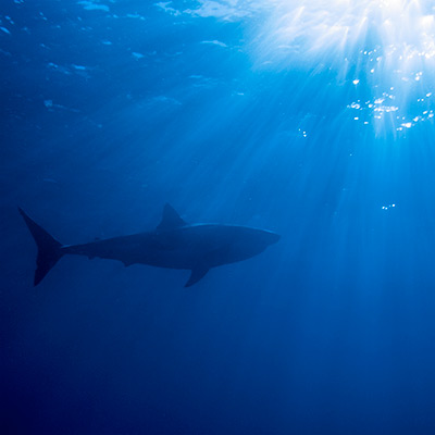 silhouette of a male great white shark with sunlight shining above link thumbnail