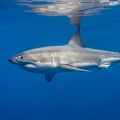male great white shark at surface link thumbnail