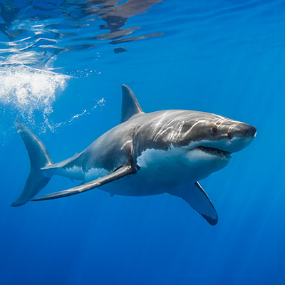 a female great white shark with sun rays link thumbnail