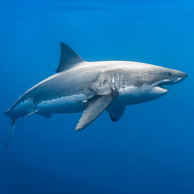 a female great white shark makes a left turn link thumbnail