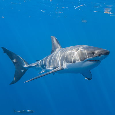 A young male great white shark link thumbnail