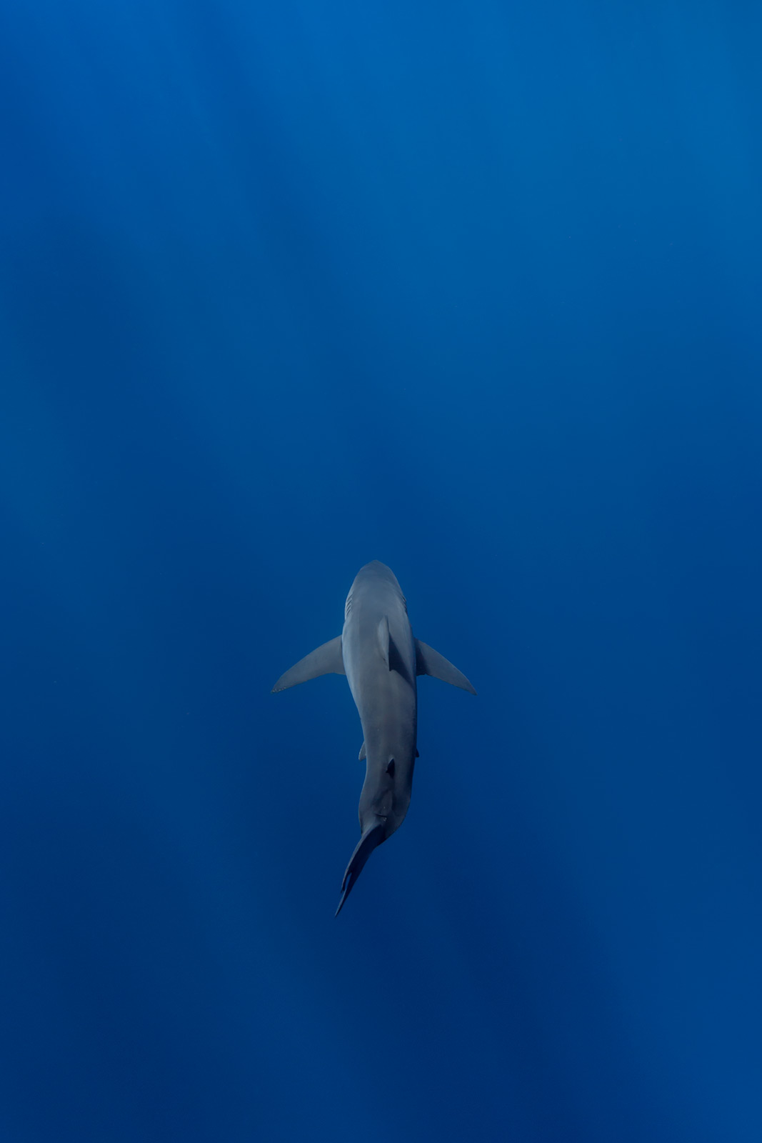 great white shark swims in the deep blue abyss image