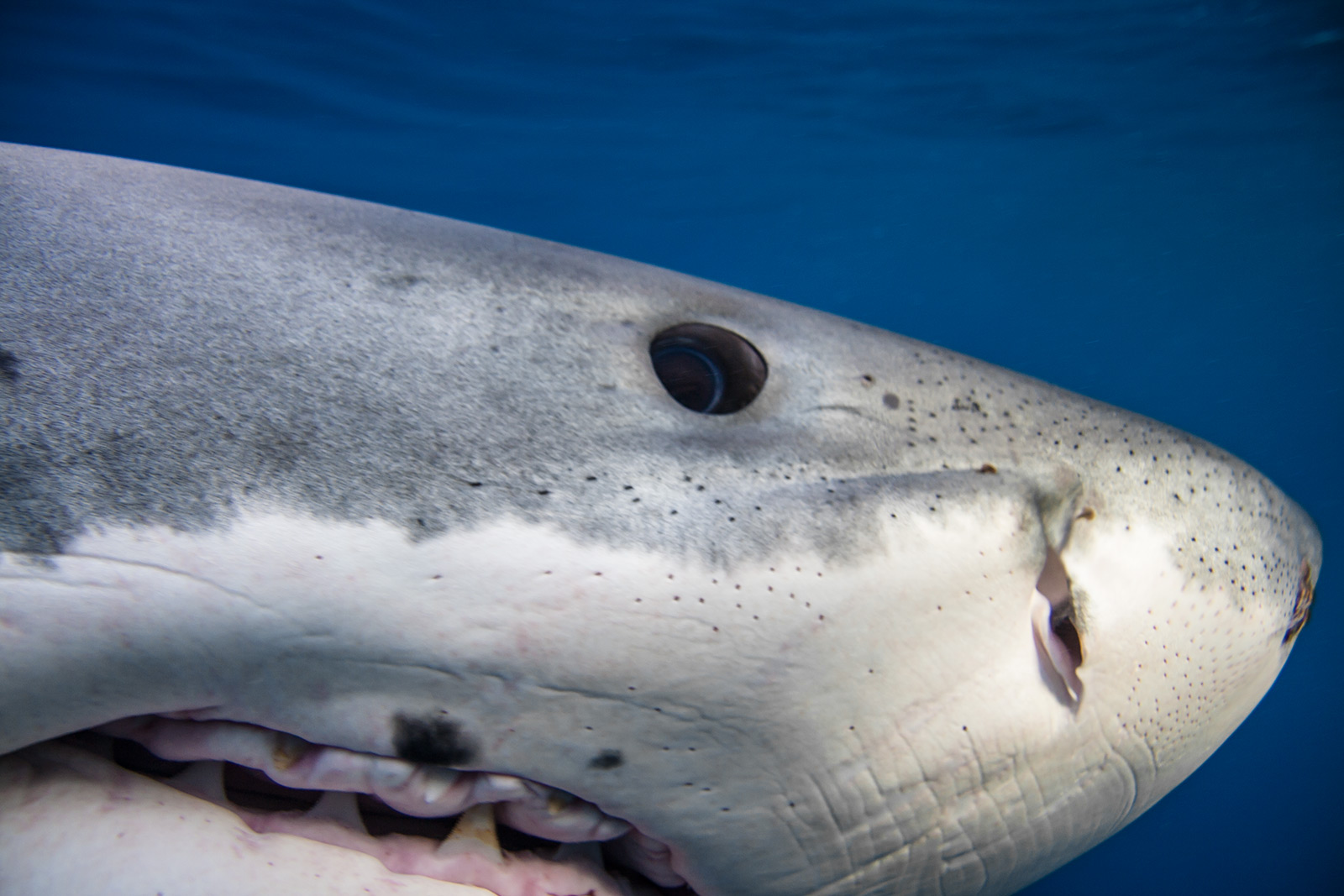 A close-up shot of a great white shark's eye, mouth, and snout image