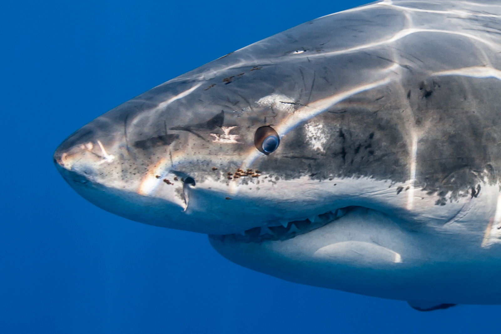 Close-up of a great white shark with blue iris  image