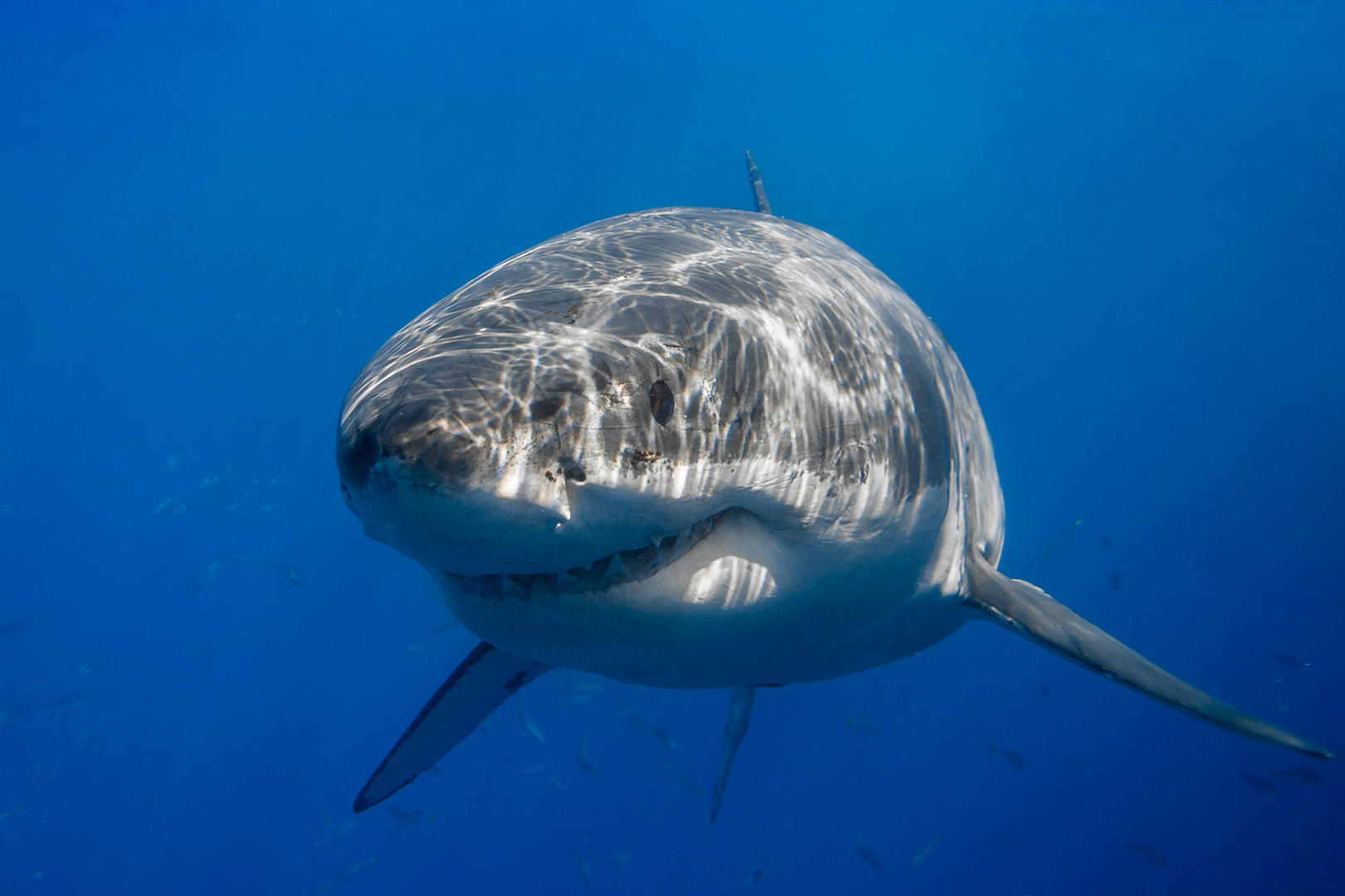 Cal Ripfin, a male great white shark, smiles for a close-up portrait image