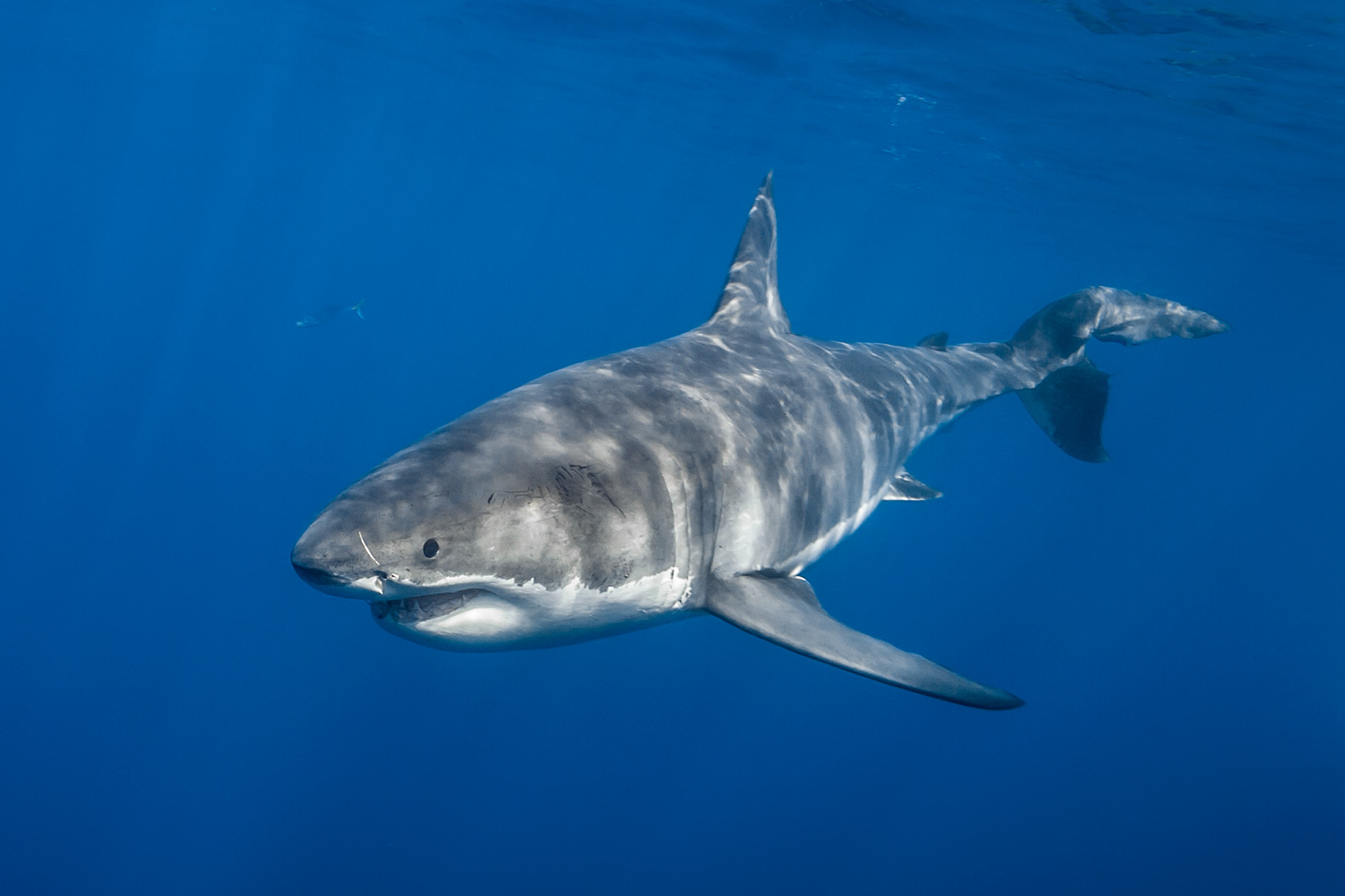 a female great white shark out for swim image