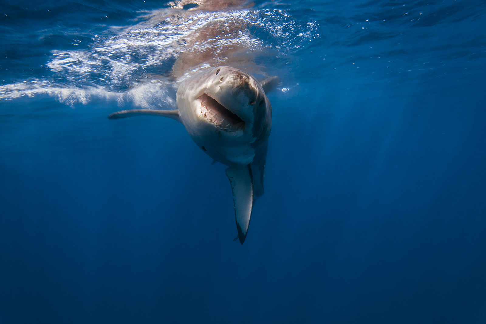 a great white shark with its pectoral fin perpindicular to the surface image