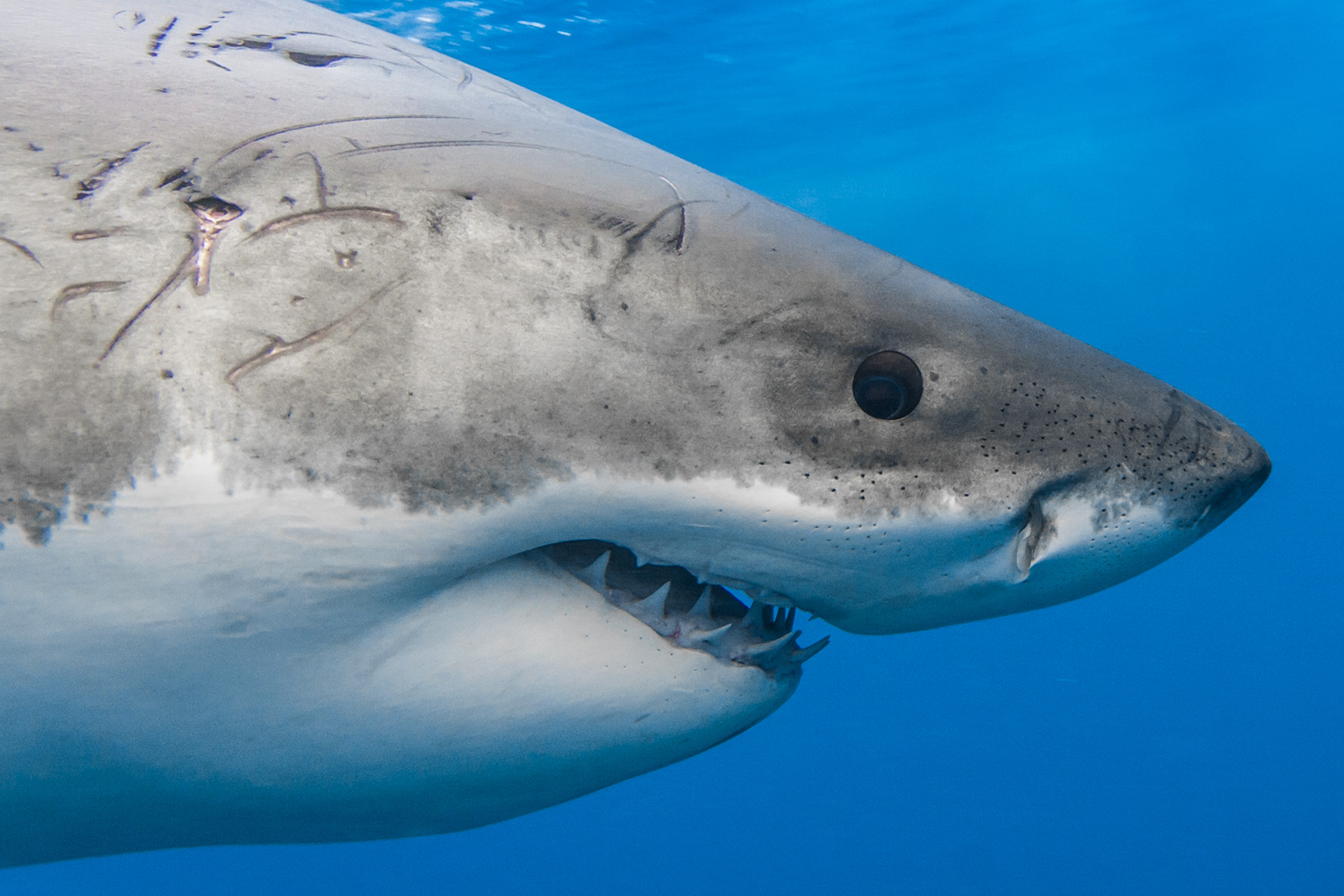 a close-up of scars around the head of a great white shark image