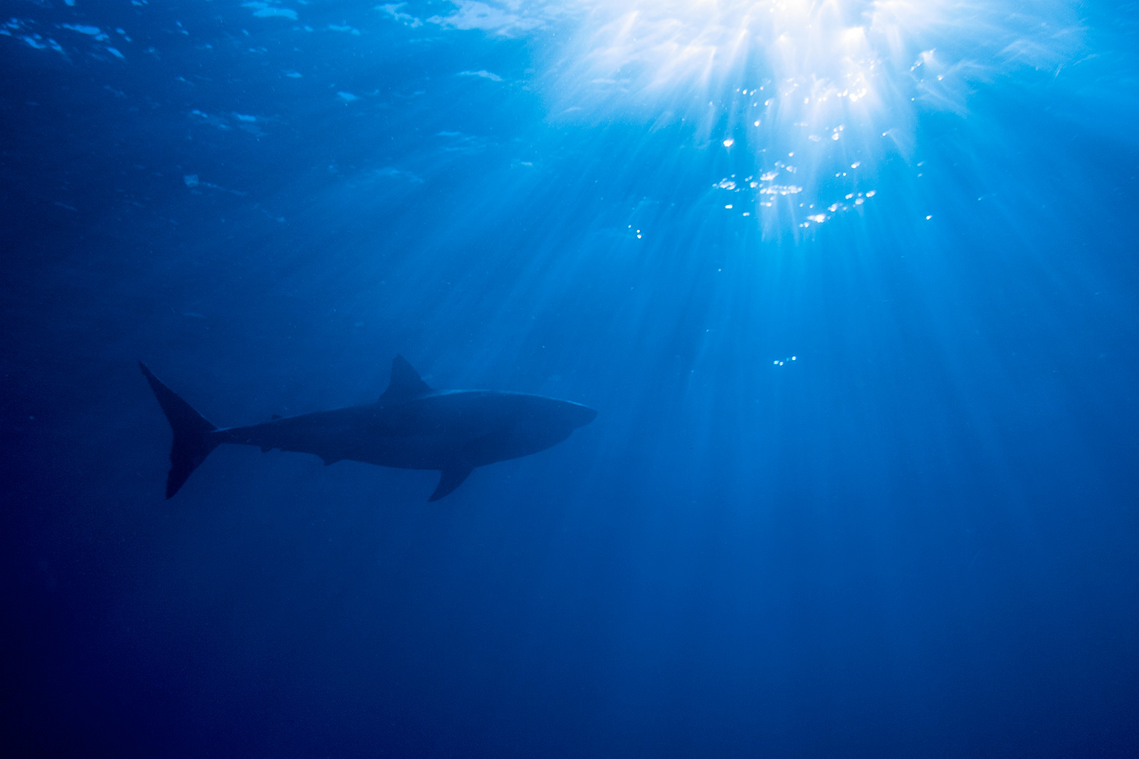 silhouette of a male great white shark with sunlight shining above image