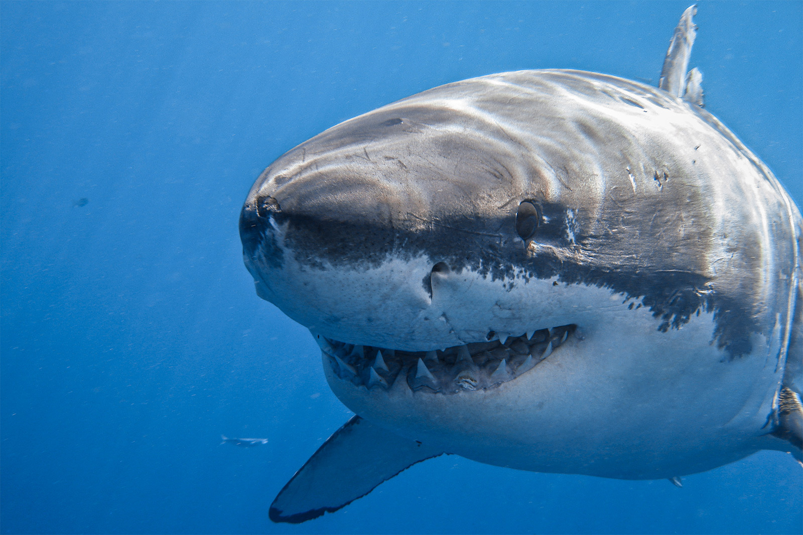 Close-up of a smiling great white shark image