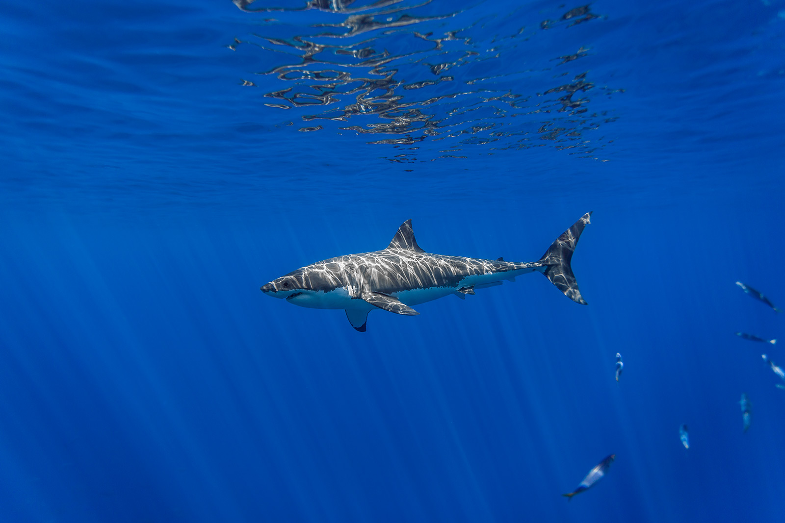 a male great white shark in the distance image