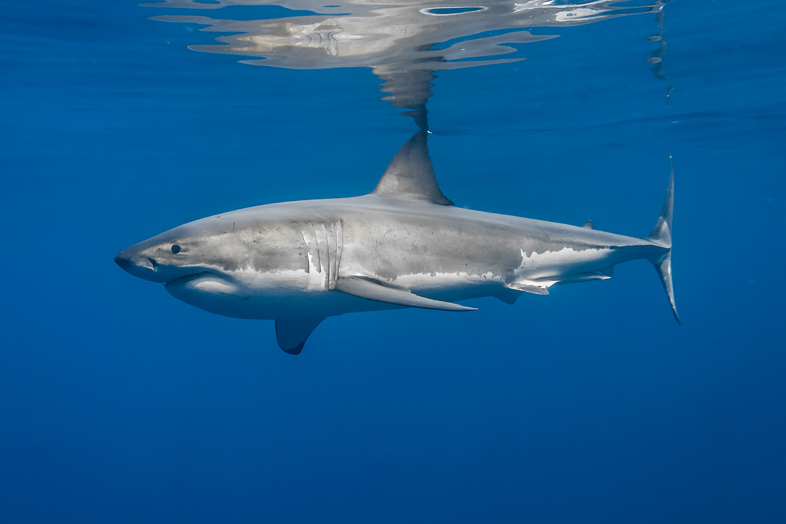 male great white shark at surface image