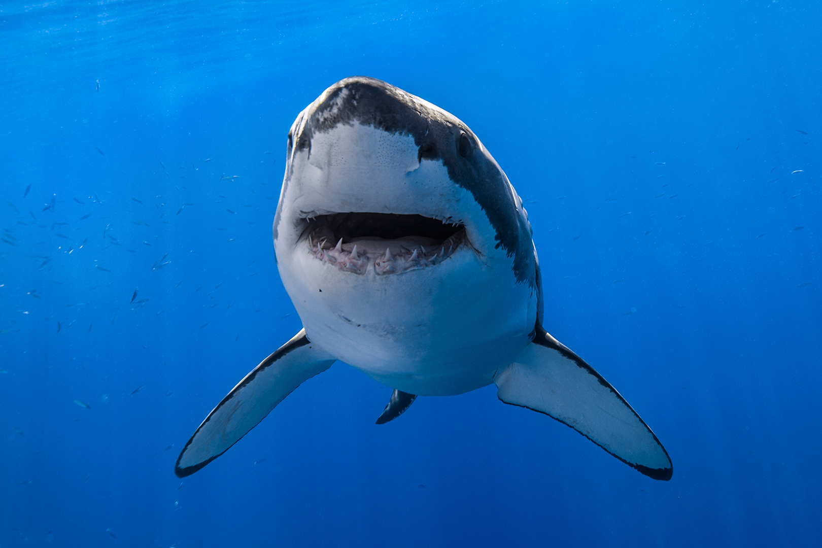 great white shark image image
