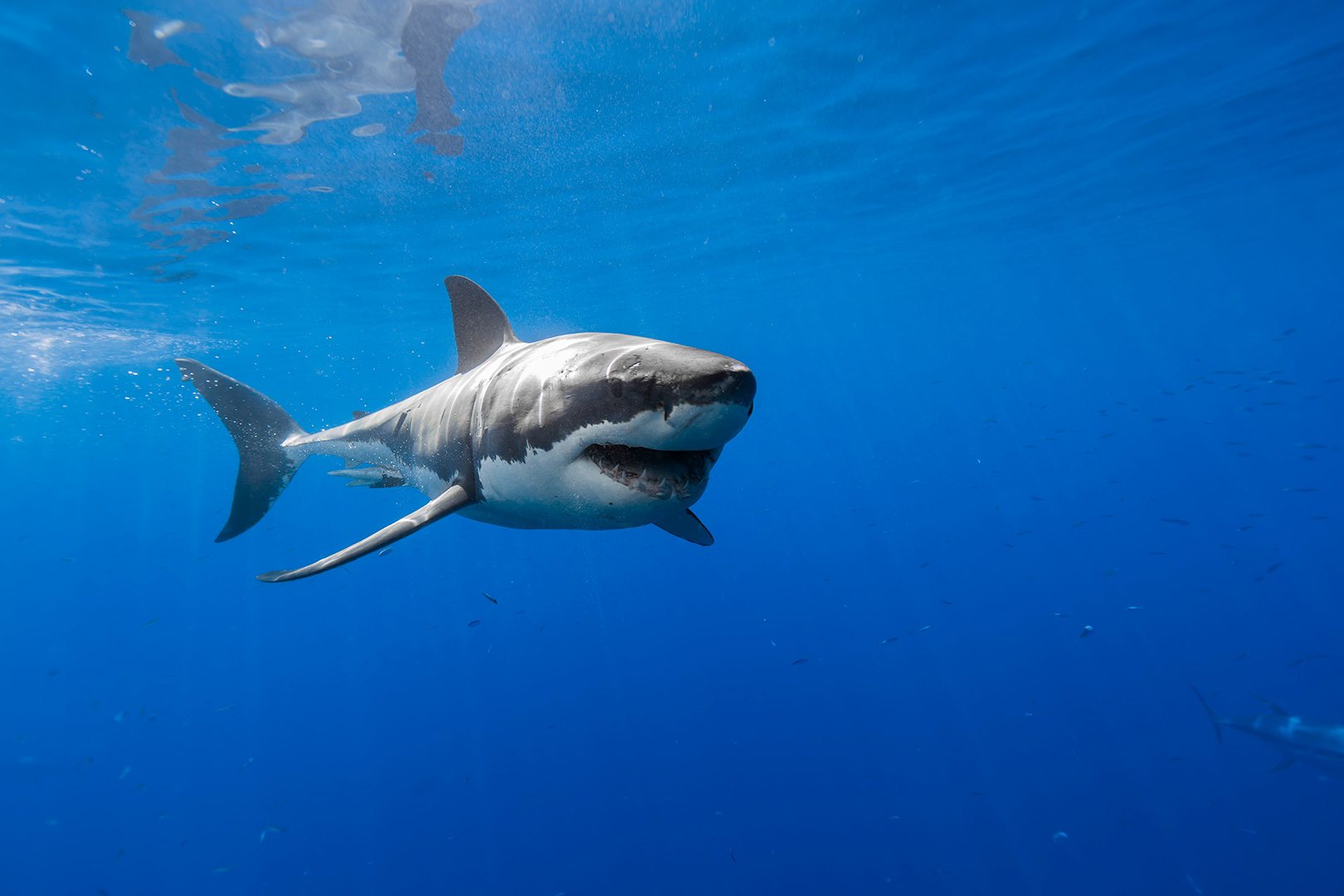 Image of a smiling great white shark image
