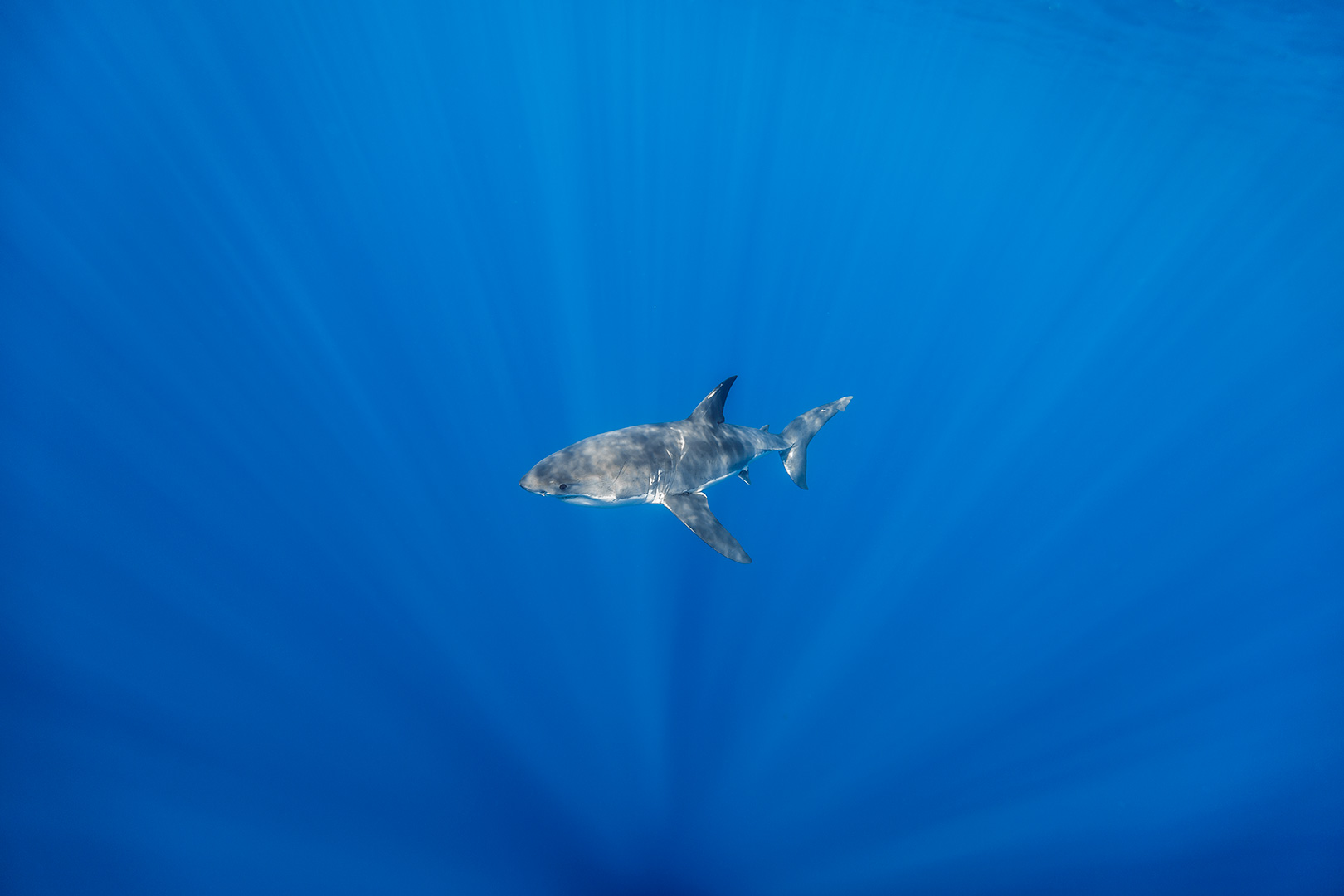 A female juvenile great white shark image