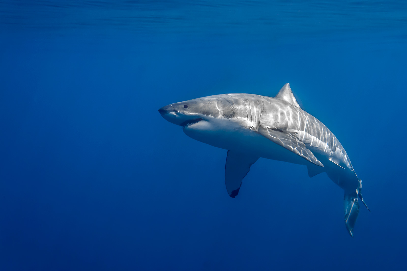 Lucy an female adult shark swimming below the surface image