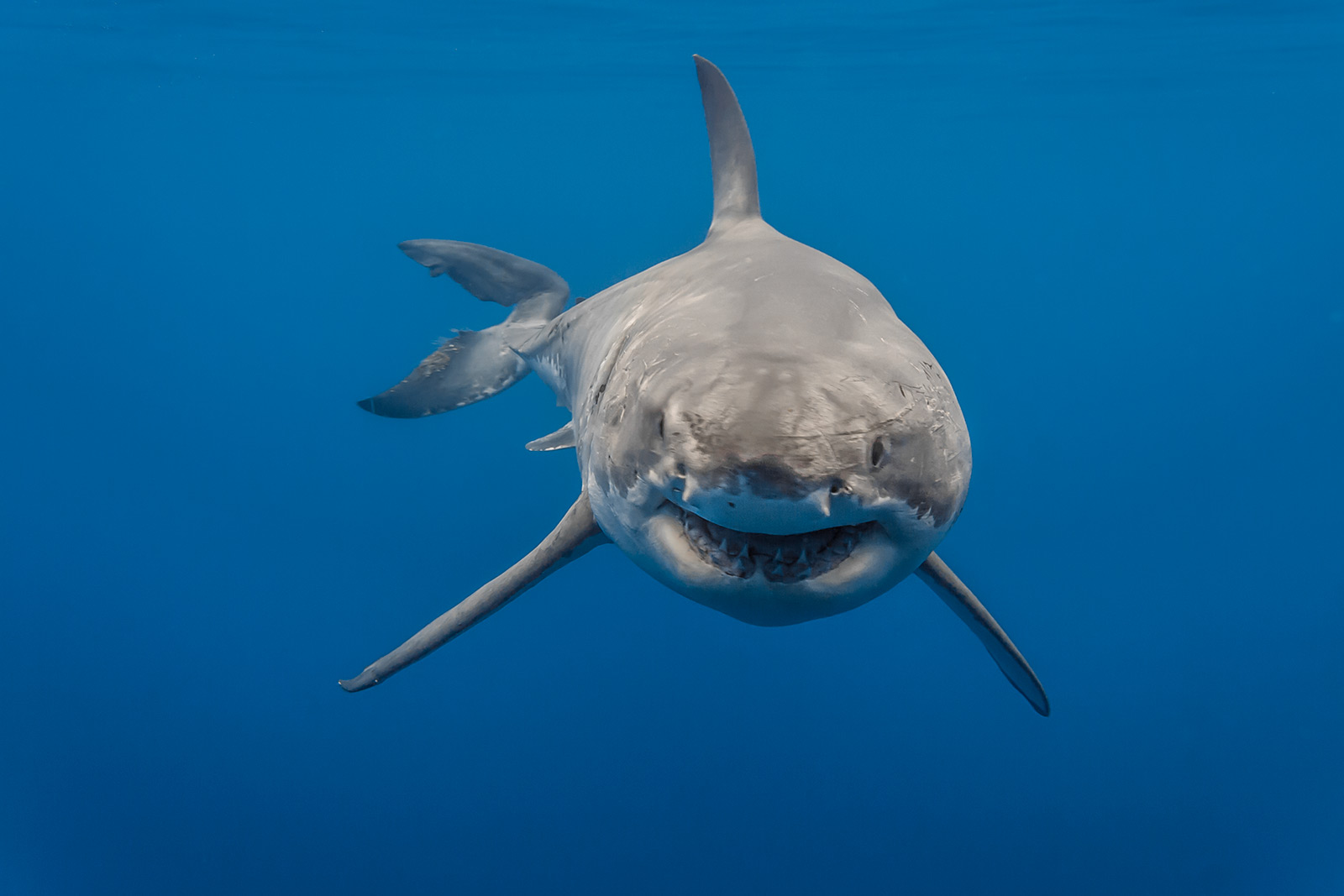 A close-up of a female great white shark named Lucy image