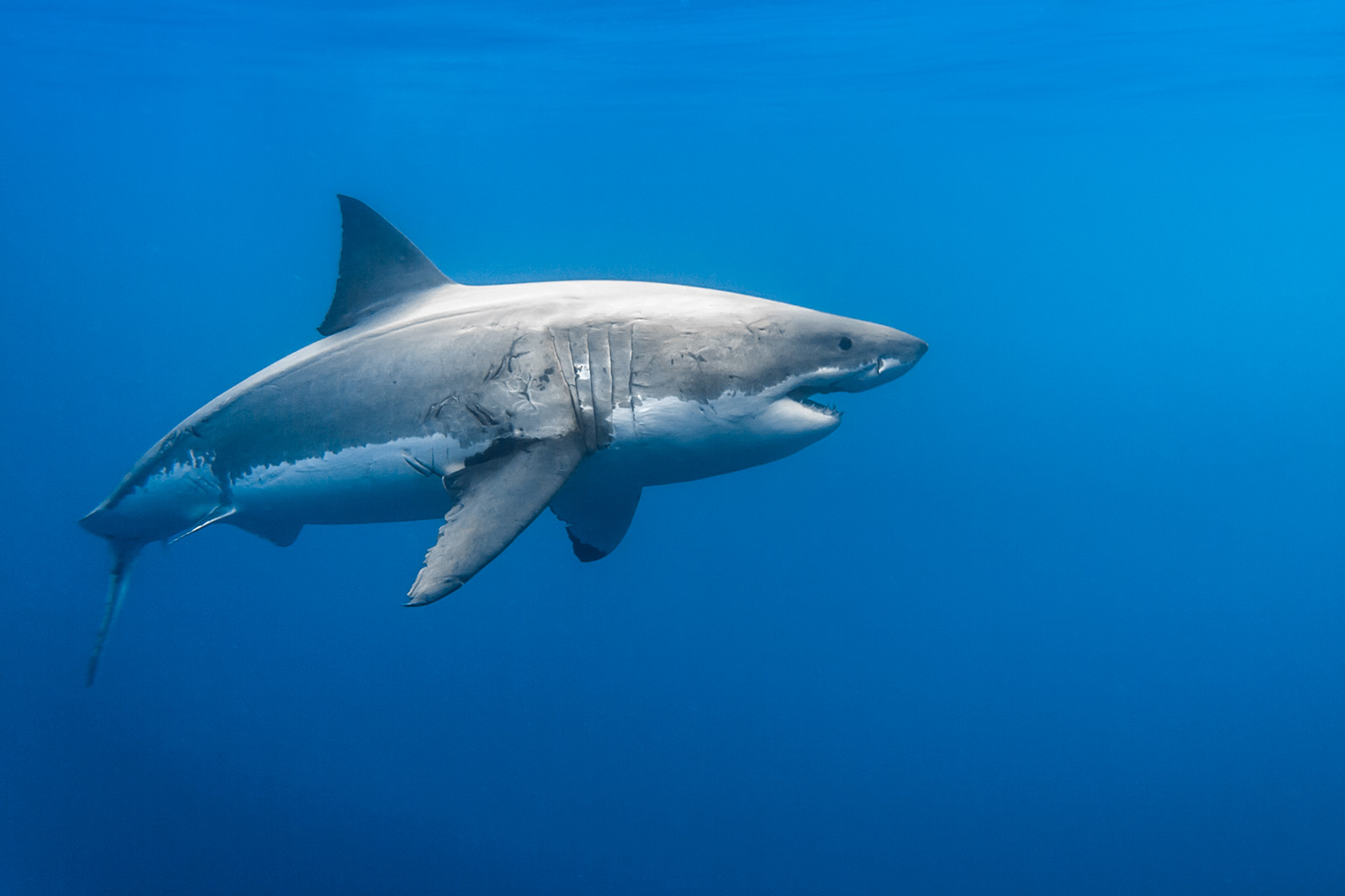 a female great white shark makes a left turn image