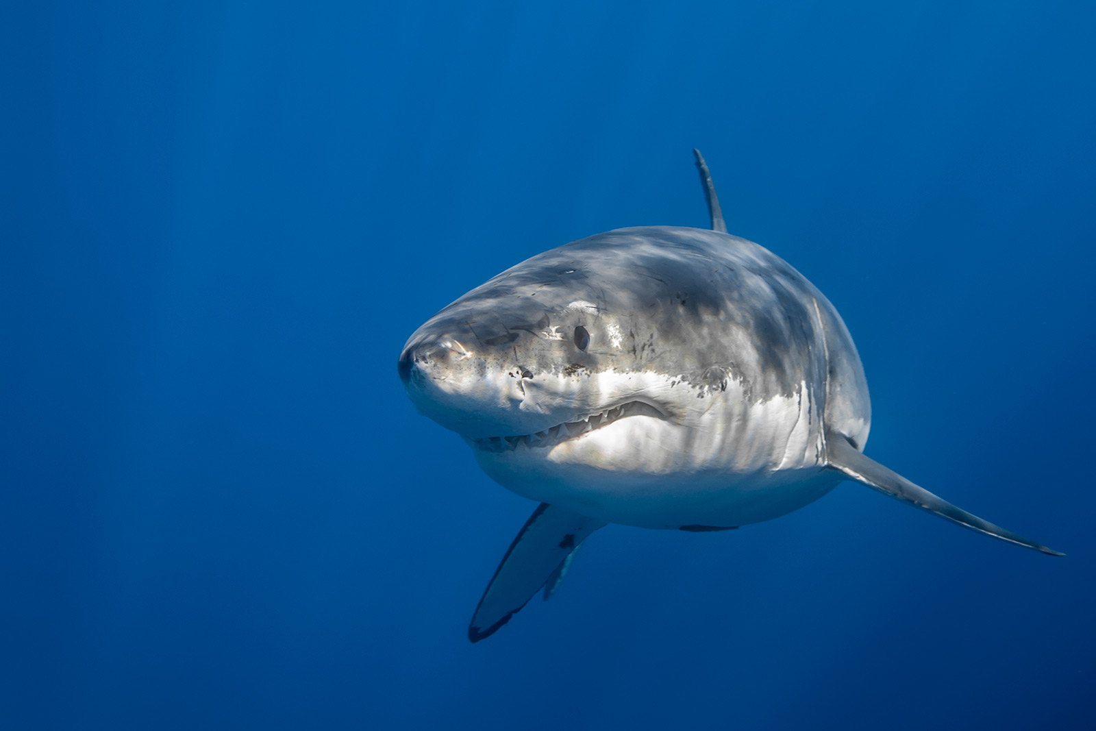 a male great white shark makes a right turn image