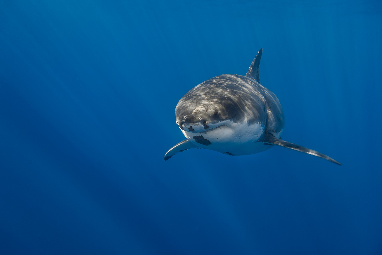 Tzitzimitl, a female great white shark swimming image