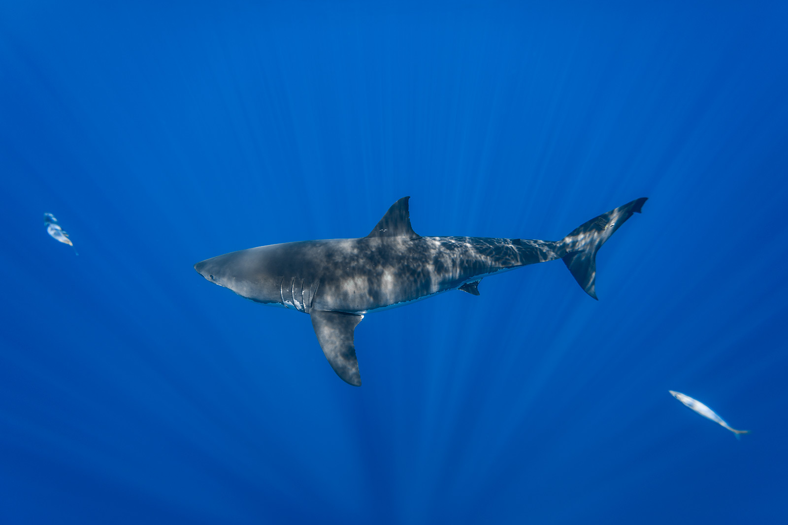 a male great white shark viewed from above with sun rays image