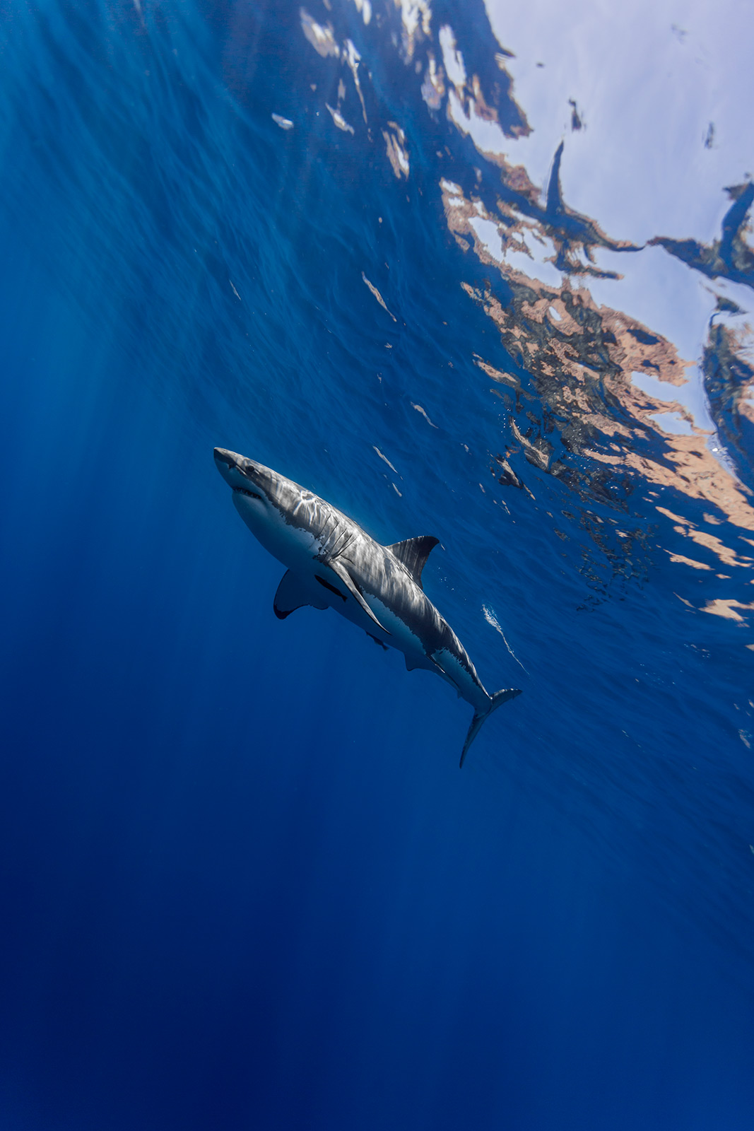 a great white shark swims off Isla de Guadalupe image
