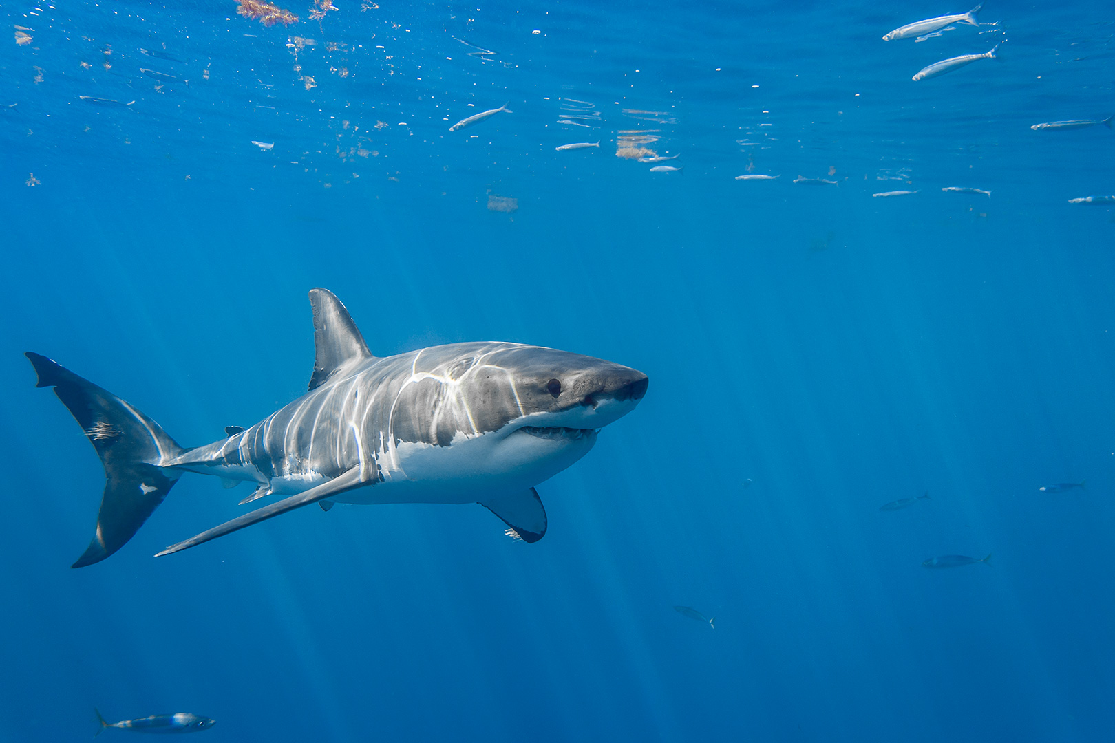 A young male great white shark image